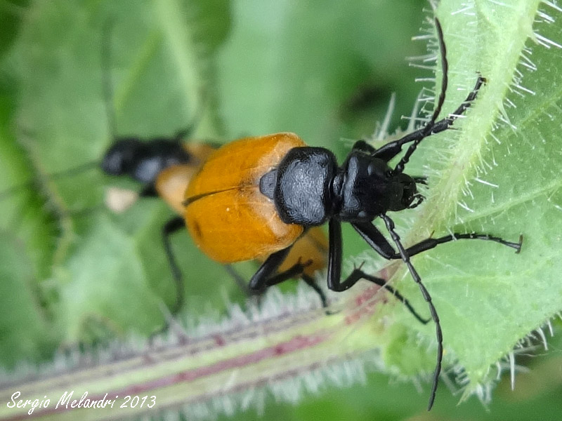 Meloidae da id.: Euzonitis quadrimaculata